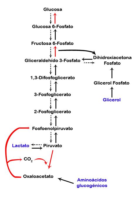Glucólisis Concepto Funciones Fases Y Reacciones