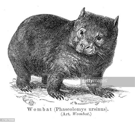 Wombat Illustration Photos And Premium High Res Pictures Getty Images