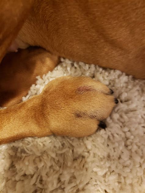 What Can You Give A Dog For A Swollen Paw