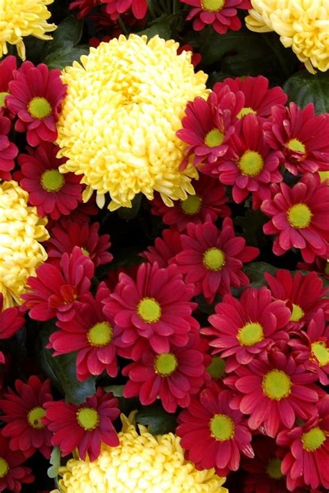 Red And Yellow Chrysanthemums Many Flowers 750x1334 Iphone 8766s