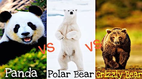 Giant Panda Vs Black Bear Grizzly Bear Vs Polar Bear Panda Vs Bear