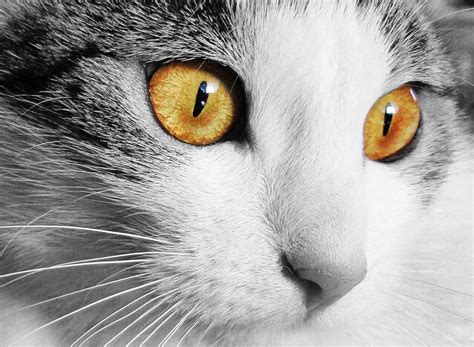 New Study Reveals Why Cats Have Vertical Pupils The Mind