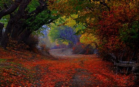 Nature Landscape Colorful Path Trees Fence Leaves Fall Tunnel