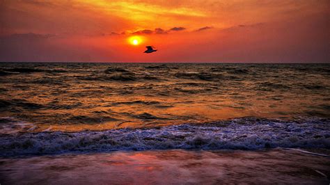 Zdjęcie Ptak Morze Przyroda Fale świt I Zachód Słońca 1366x768