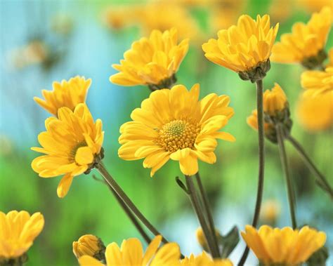 Beautiful Yellow Chrysanthemum Flowers Wallpaper Hd With High Quality