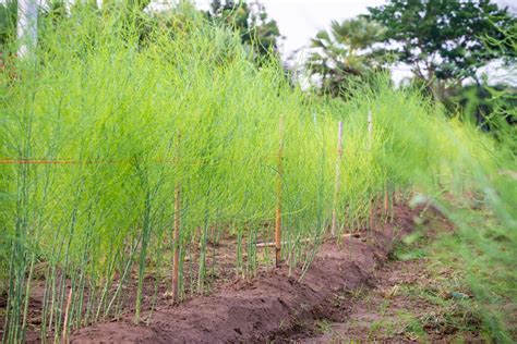 The Real Secrets To Successfully Growing Asparagus Vegetable Gardening