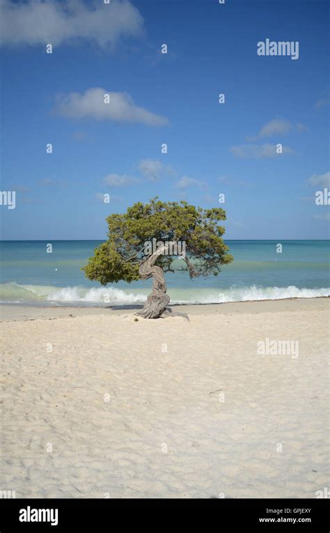 Eagle Beach In Aruba With A Divi Divi Tree Stock Photo Alamy