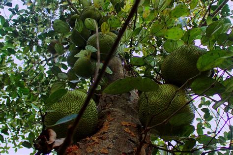 The fruit grows on the main trunk of the tree because it's too heavy for the branches. Jackfruit: Origins - Consumption - Nutrition Facts ...