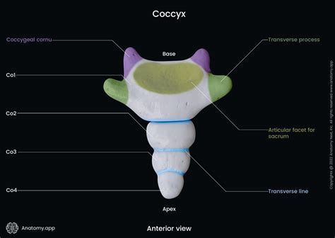 Coccyx Encyclopedia Anatomyapp Learn Anatomy 3d Models