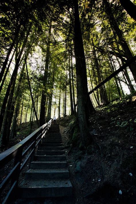Forest Stair Climb Forest Path Stair Climbing Beautiful Forest