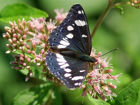 Maybe you would like to learn more about one of these? Butterfly Pictures: Purple Emperor - Apatura iris