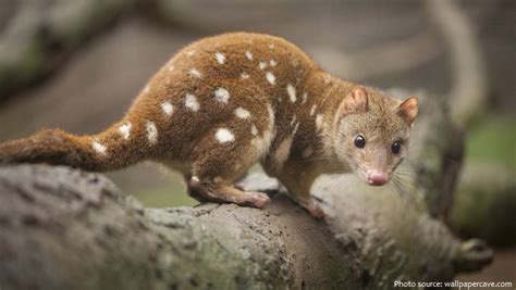 Interesting Facts About Quolls Just Fun Facts