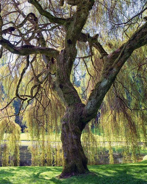 Weeping Willow Trees For Sale At Arbor Days Online Tree Nursery