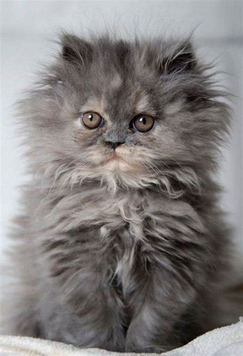 Beautiful Persian Kitten 15th January 2016 Cute Cats