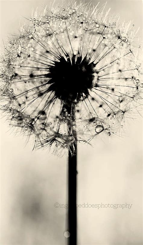 Dandelion Photography Art Dandelion Photograph Black And White
