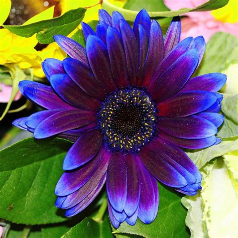 Purpleblue Gerbera Daisy Amazing Flowers Flower Seeds Purple Flowers