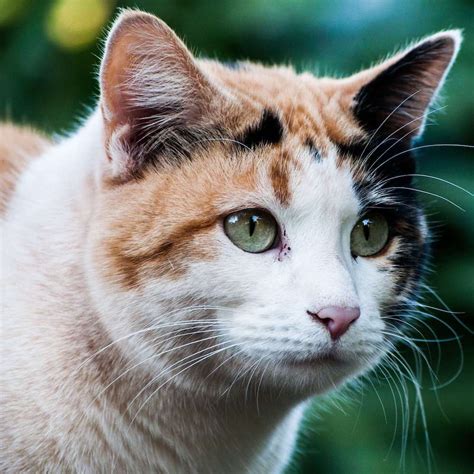 Are All Calico Cats Female Spot Pet Insurance