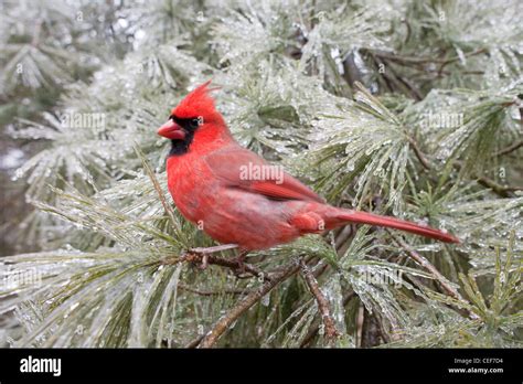Cardinal In Winter Hi Res Stock Photography And Images Alamy