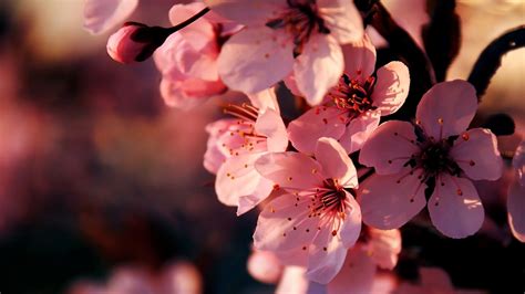 1920x1080 1920x1080 Pink Flowers Spring Flowering Coolwallpapersme