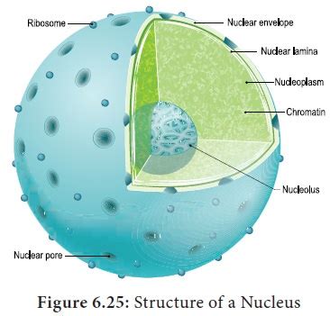Are you asking how they will survive they plan to unleash or how they plan to survive without a massive labor pool of brainwashed serfs? Nucleus - Structure, Diagram, Functions