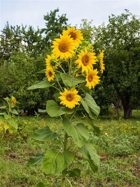 Close Up Of An Unusual Sunflower With Many Heads On A Sunny Summer Day