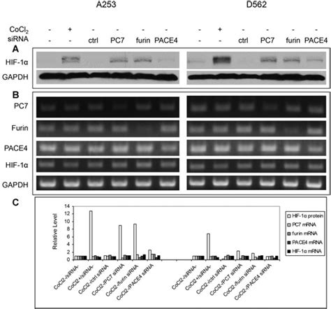 The Effect Of Pc Knockdown On The Hif 1α Expression In A253 And D562