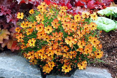 12 Gorgeous Coreopsis Varieties Sunset Sunset Magazine