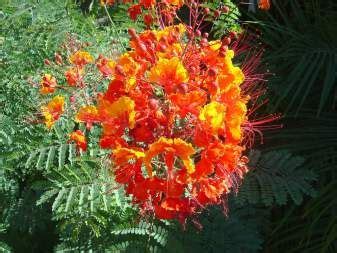 It loves full sun in arizona and is a great choice for color on a mound. Tucson flowering bush Pride of Barbados | Gardening ...