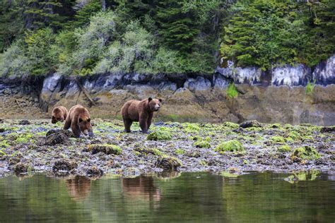 Saving The Great Bear Rainforest With Good Marketing The Globe And Mail
