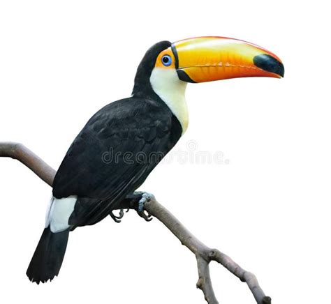 Toucan Toco Tucan On A Branch Isolated On White Sponsored Tucan
