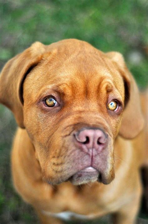 1000 Images About French Mastiff Dogue De Bordeaux On Pinterest E3e