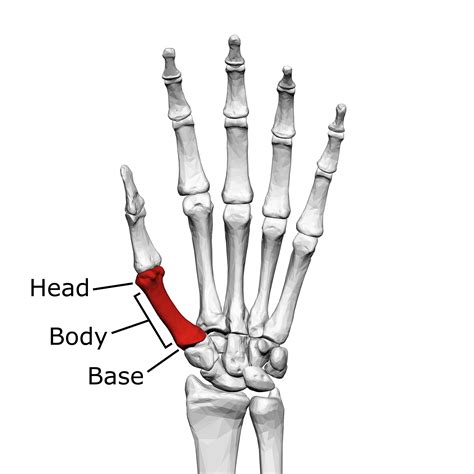 Filefirst Metacarpal Bone Left Hand 01 Palmar View With Labelpng