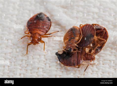 Bed Bugs Cimex Lectularius An Emerging Pest Species On An