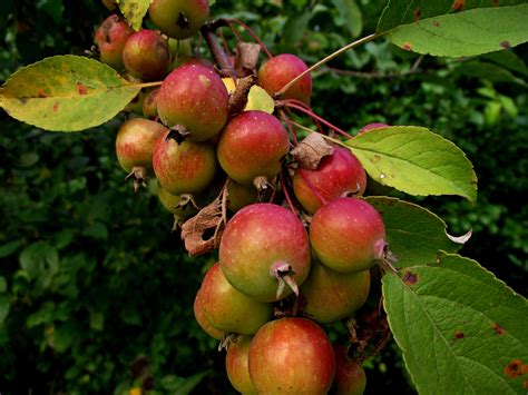 Are Malus Crab Apples Edible