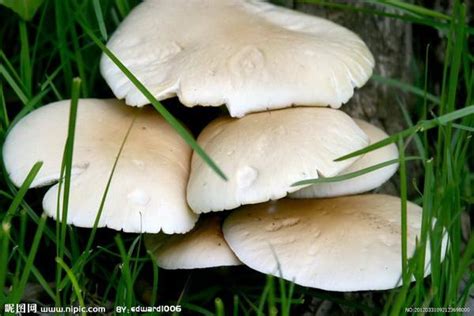 Edible Mushrooms Found In Arkansas Miss Chen Garden