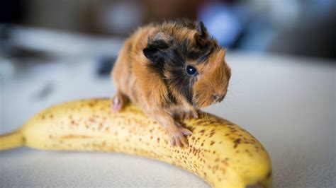 Cute Guinea Pigs Wallpapers Wallpaper Cave