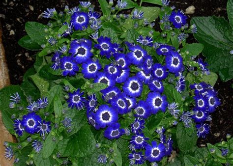 Purple coneflower produces large purple flowers with iridescent centers. blue-flower-names-8 | Blue Flowers | Pinterest