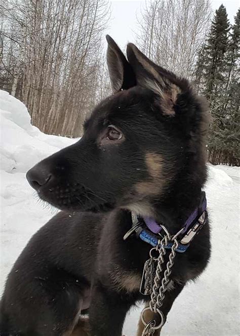 German Shepherd Puppies from FNK - Far North Kennel