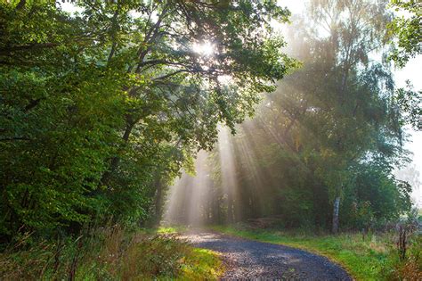 Photos Rays Of Light Germany Monreal Nature Forest Trees