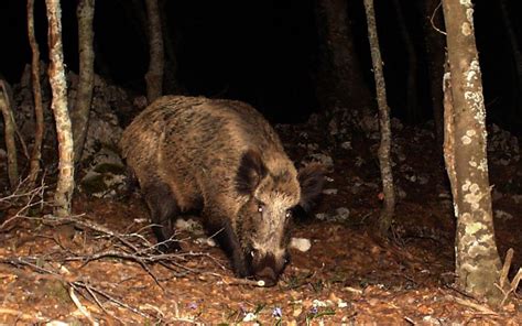 Italy Lazio Wild Boar Cinghiale Scuro From Natural Park Of