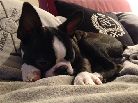 Our greatest need is foster homes. Olde English Bulldog Rescue Pa - Pet Inspiration