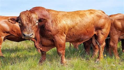 best beef cattle breeds in the world 2023
