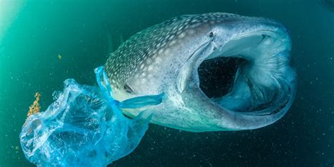 How Does Plastic Pollution Affect Animals In The Ocean Plastic