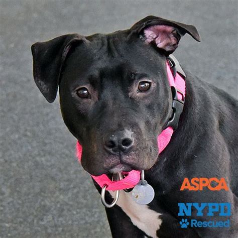 Here an adoptions attendant will help you find the right pet for your household and lifestyle. Adoptable Dogs | NYC Adoption Center | ASPCA