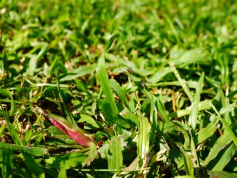 How To Kill Bermuda Grass The Ultimate Guide Green Guys Lawn Care