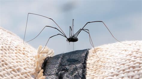Daddy long legs is a boss that can appear in all environments of chapter 4 ( womb, utero, scarred womb). Are daddy long-legs spiders actually poisonous?