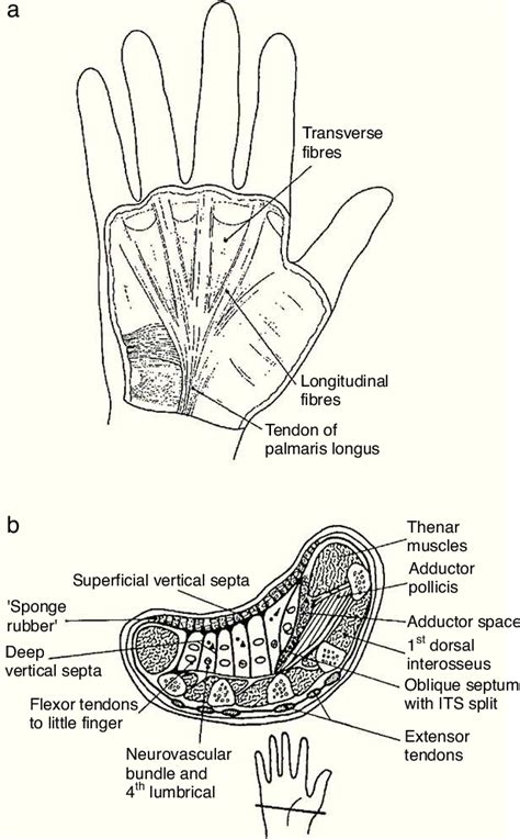 Clinical anatomy of the hand. | Semantic Scholar