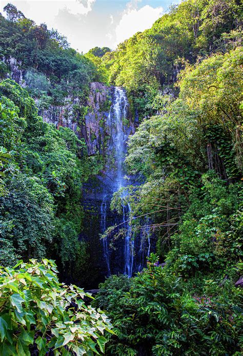 Hawaii Rainforest Photograph By Anthony Jones Fine Art America
