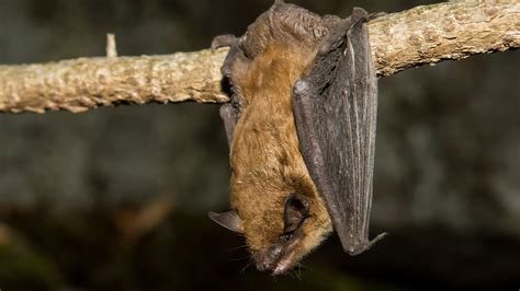 Bats Rabies And Public Health The Humane Society Of The United States
