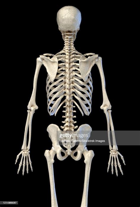 Upper Body Rear View Of Human Skeletal System On Black Background High